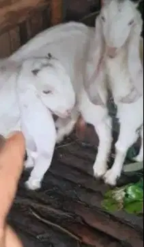 2 pasang anakan cempe kambing etawa senduro 2 jantan 2 betina 4-5 bln