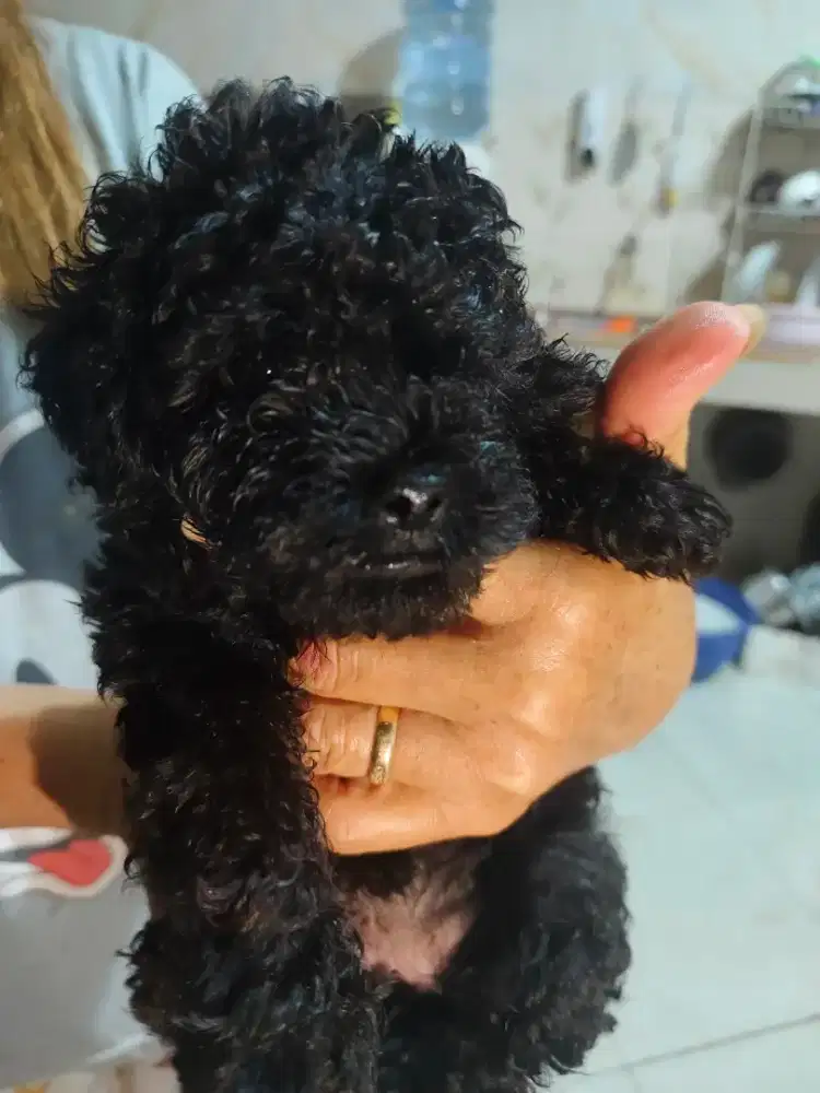 Mini Puppy poodle