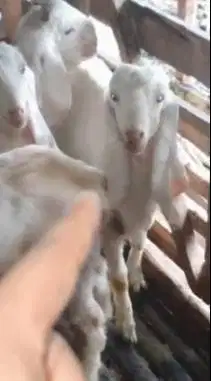 2 pasang anakan kambing etawa senduro 4-5 bln 2 jantan 2 betina super2