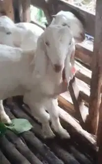 2 pasang anakan kambing etawa senduro 4-5 bln 2 jantan 2 betina super2