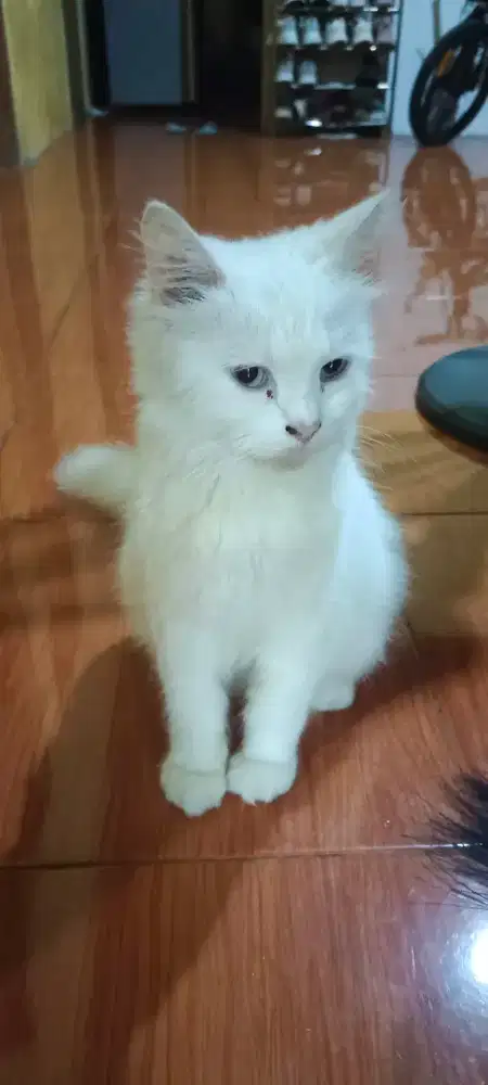 Kucing persia putih solid