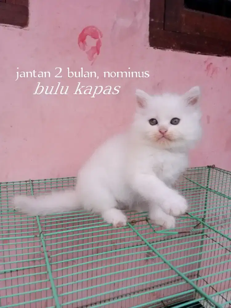 Kucing Persia medium