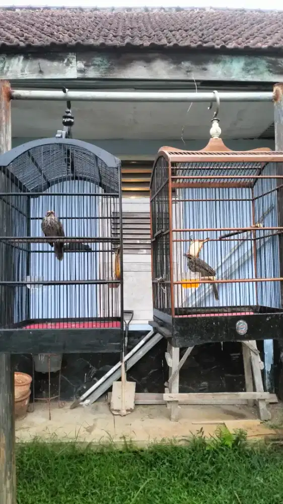 Cucak Rowo sepasang mapan