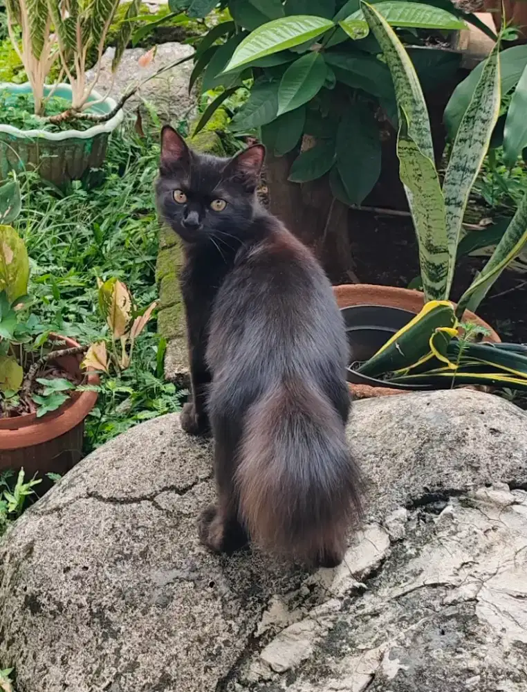 Kitten Mix Persia Hitam Solid Female 4 bulan