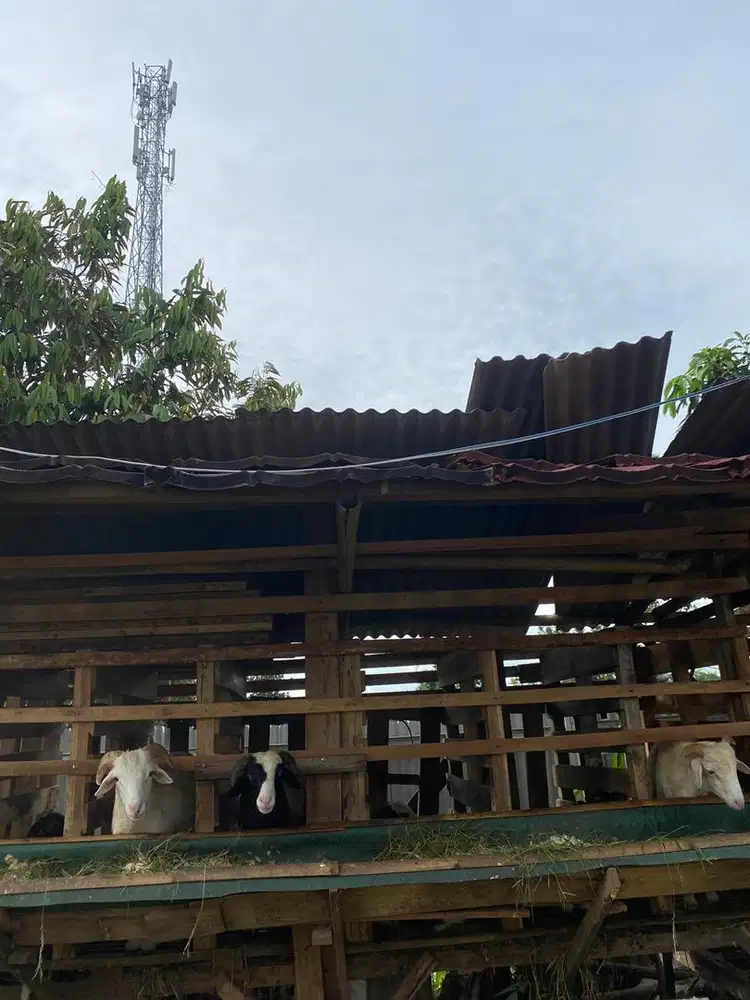 kambing/domba siap untuk acara