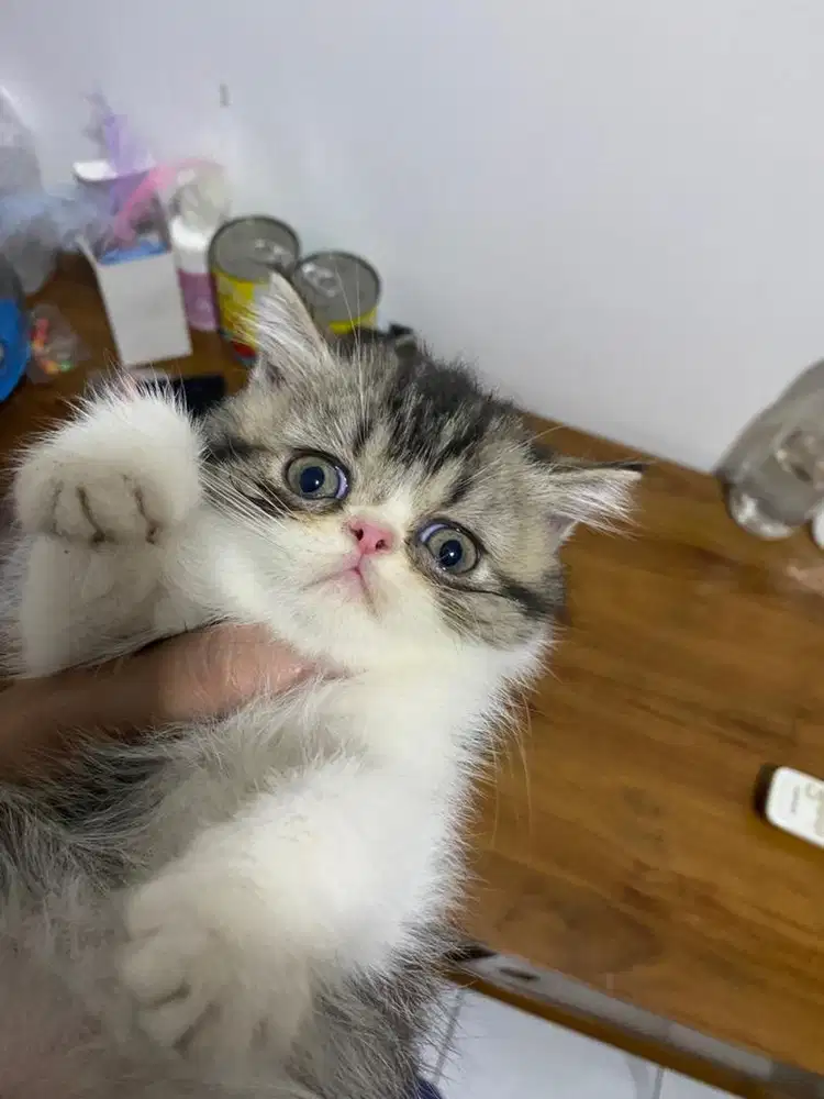 LA kitten exco jantan usia 2 bulan