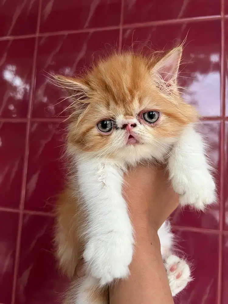 Kucing persia peaknose