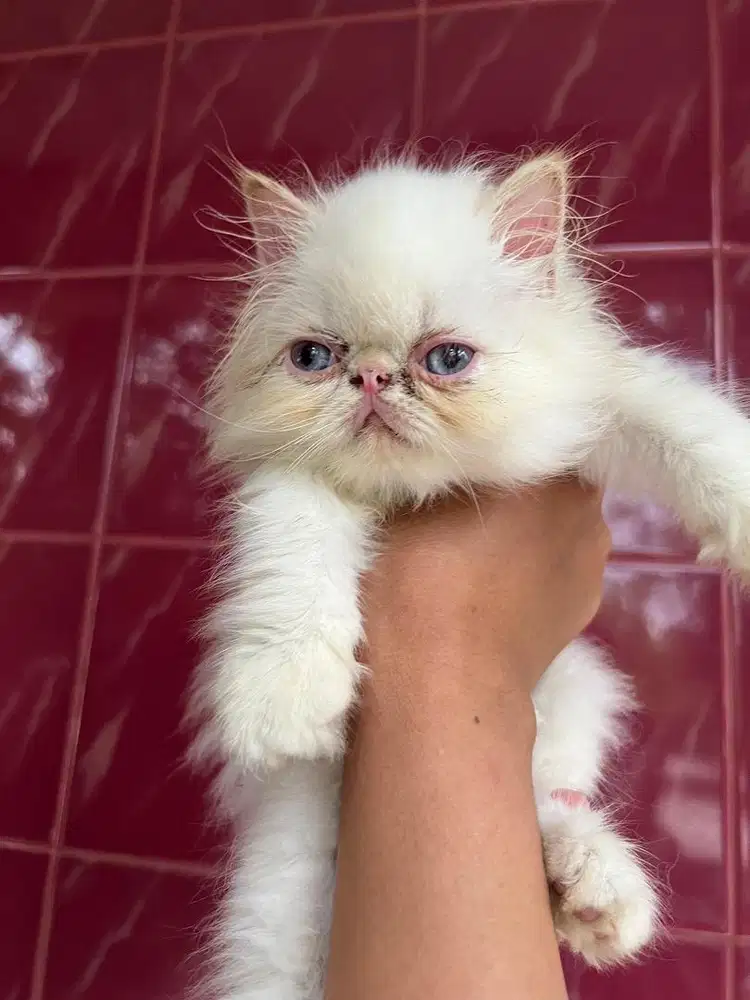 Kucing persia peaknose