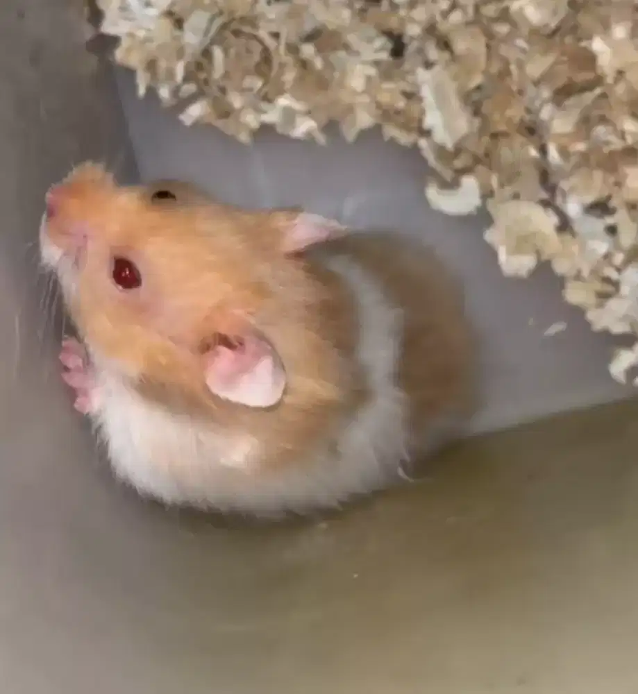 hamster syrian jenis jabrik