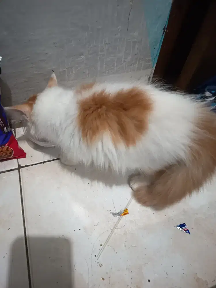 Lepas adopt kucing persia