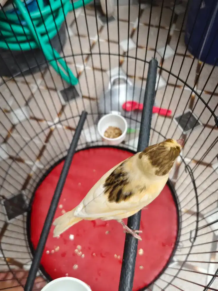 Kenari jantan muda gacor