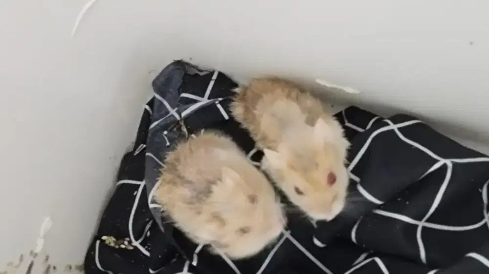 Hamster winter red eye