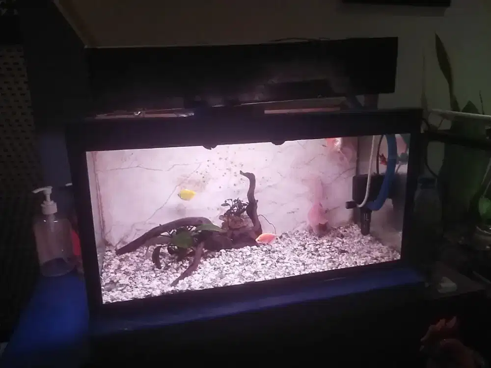 Aquarium set +  ikan hias