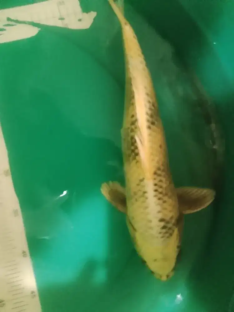 Ikan koi jenis Kin Utsuri 40cm kuning metalik
