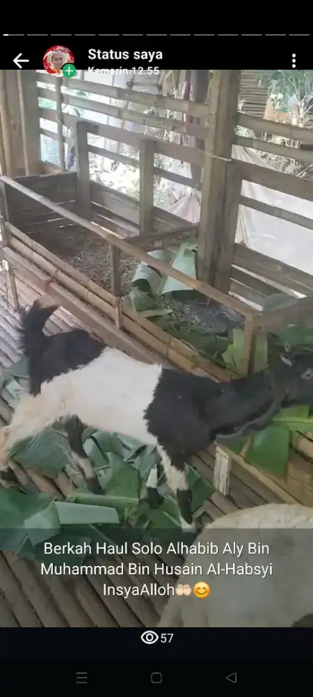 Tersedia Domba dan kambing mulai 3 Bulan