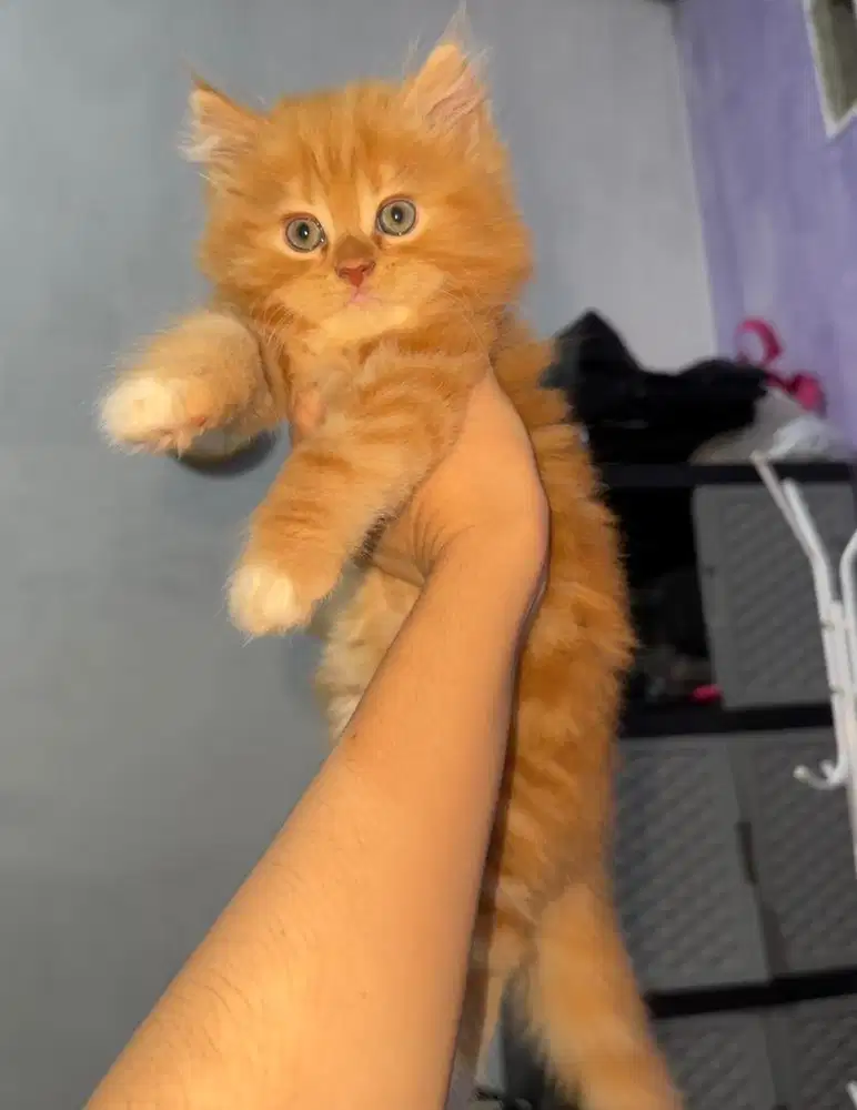 kucing persia short hair lincah sudah bisa pup dan pip sendiri