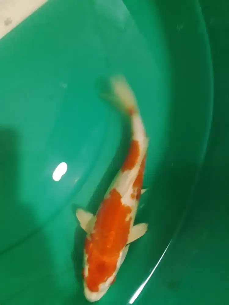 Ikan koi jenis Kikushui 27cm merah bata metalik