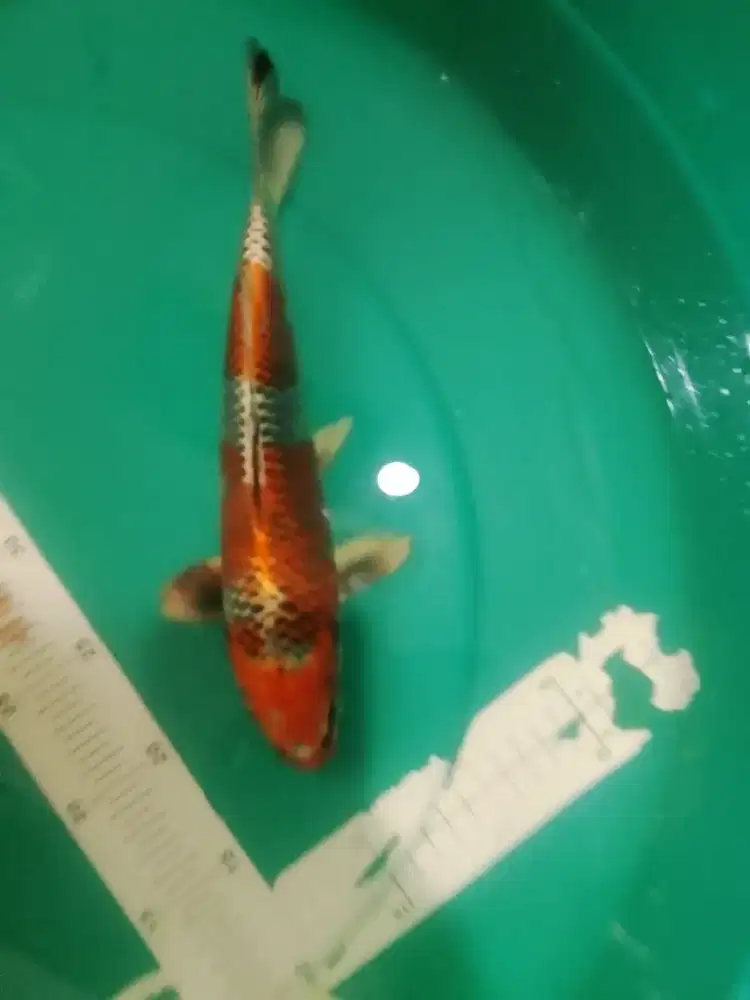 Ikan koi jenis Kujaku 26cm orange metalik