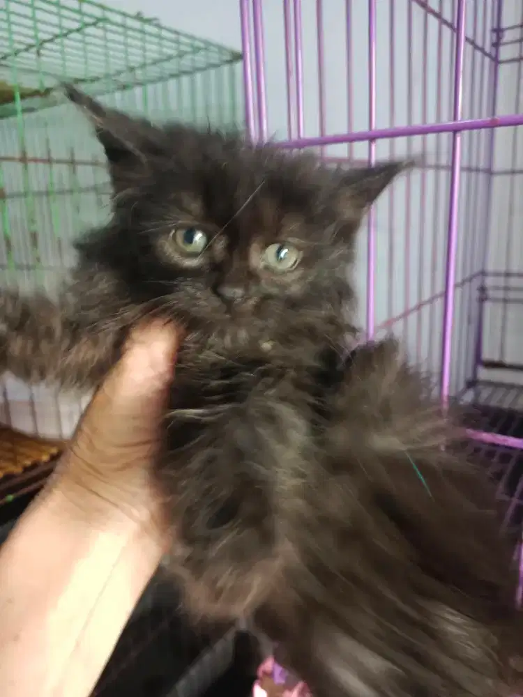 Mix maincoon  black solid