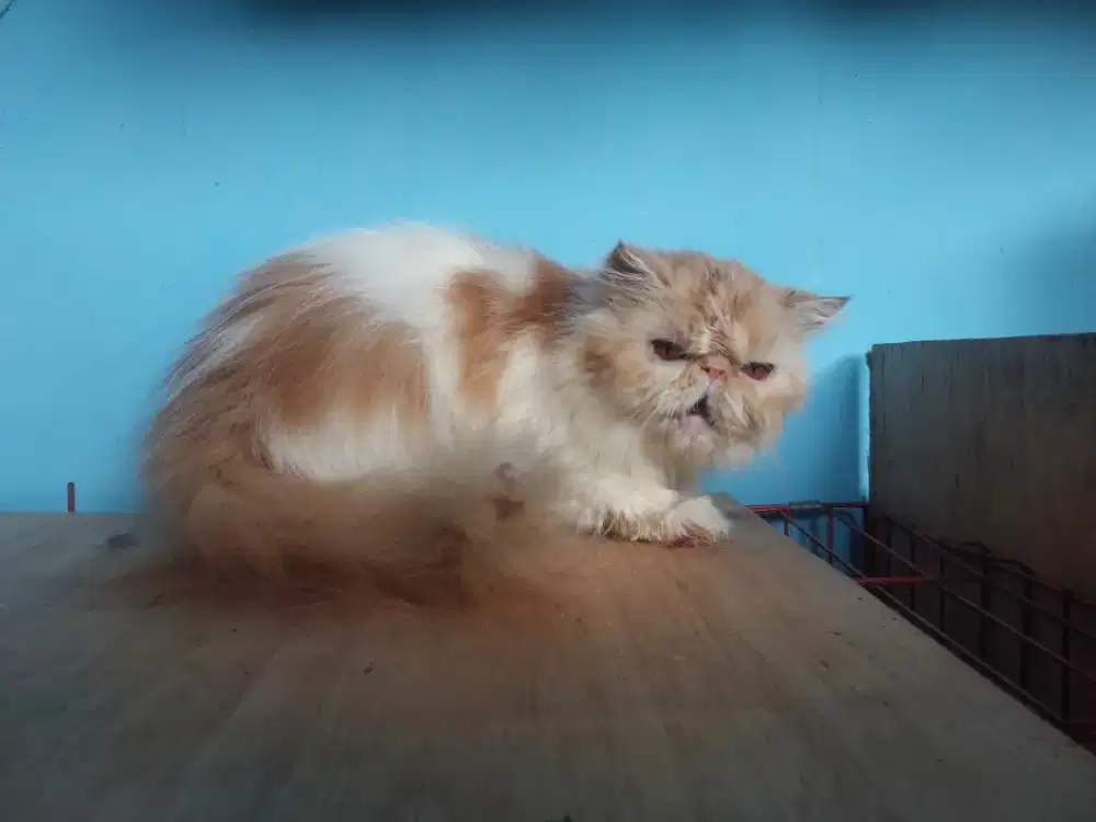 Peaknose betina 2 th