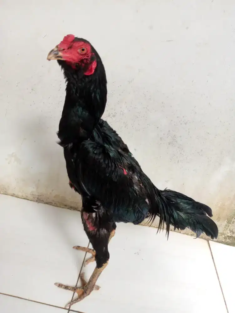 Ayam Bangkok istimewa