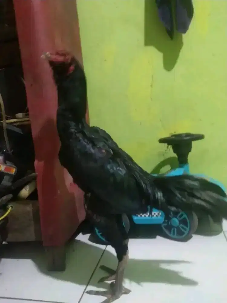 Ayam Bangkok istimewa