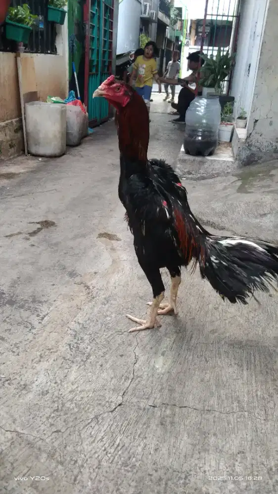 Ayam bangkok muda