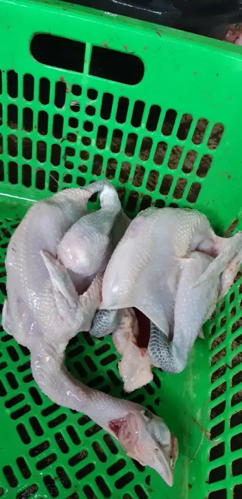 ayam kampung press potong sesuai pesanan