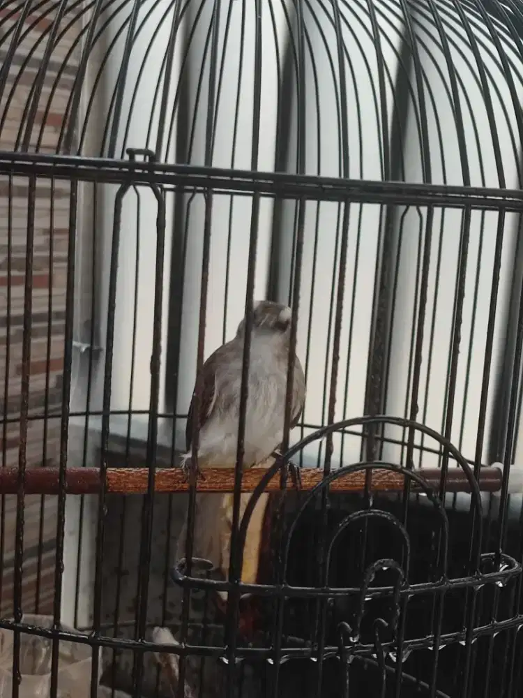 Jual cepat trucukan jatim