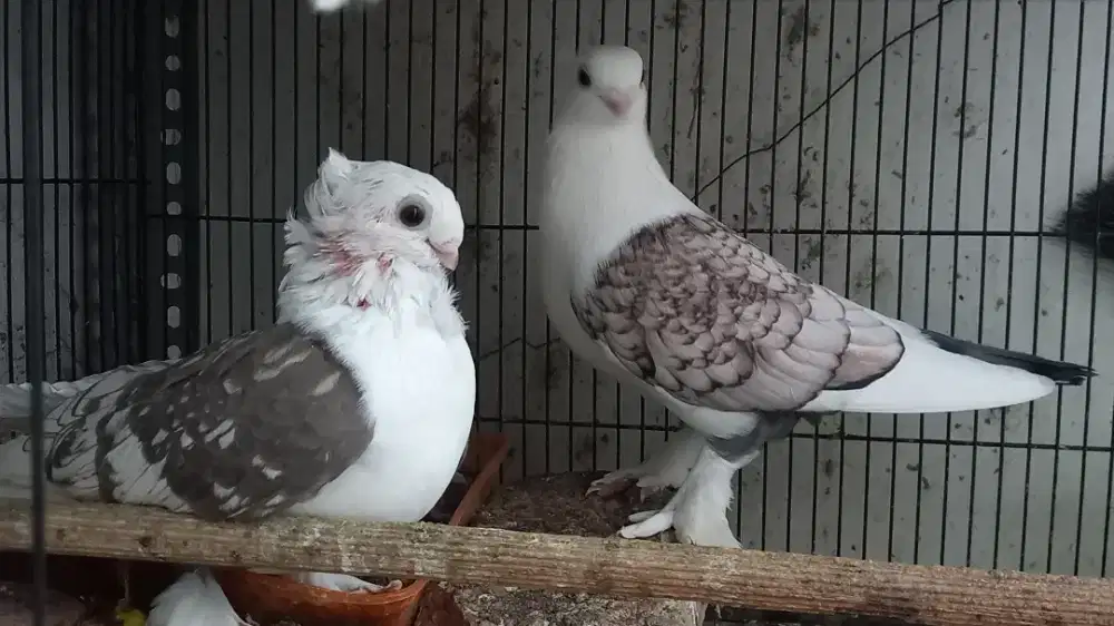 Merpati hias Santinet