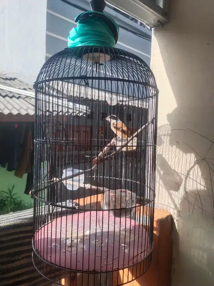 Cendet atau pentet gacoorr