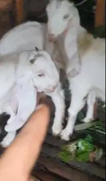 2 pasang anakan kambing etawa senduro 4-5 bln 2 jantan 2 betina super2