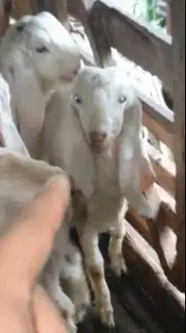 2 pasang anakan cempe kambing etawa senduro 2 jantan 2 betina 4-5 bln