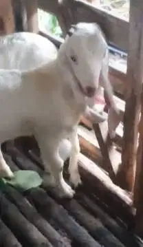 2 pasang cempe anakan kambing etawa senduro 4-5 bln 2 jantan 2 betina