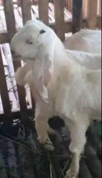 2 pasang anakan cempe kambing etawa senduro 4-5 bln 2 jantan 2 betina