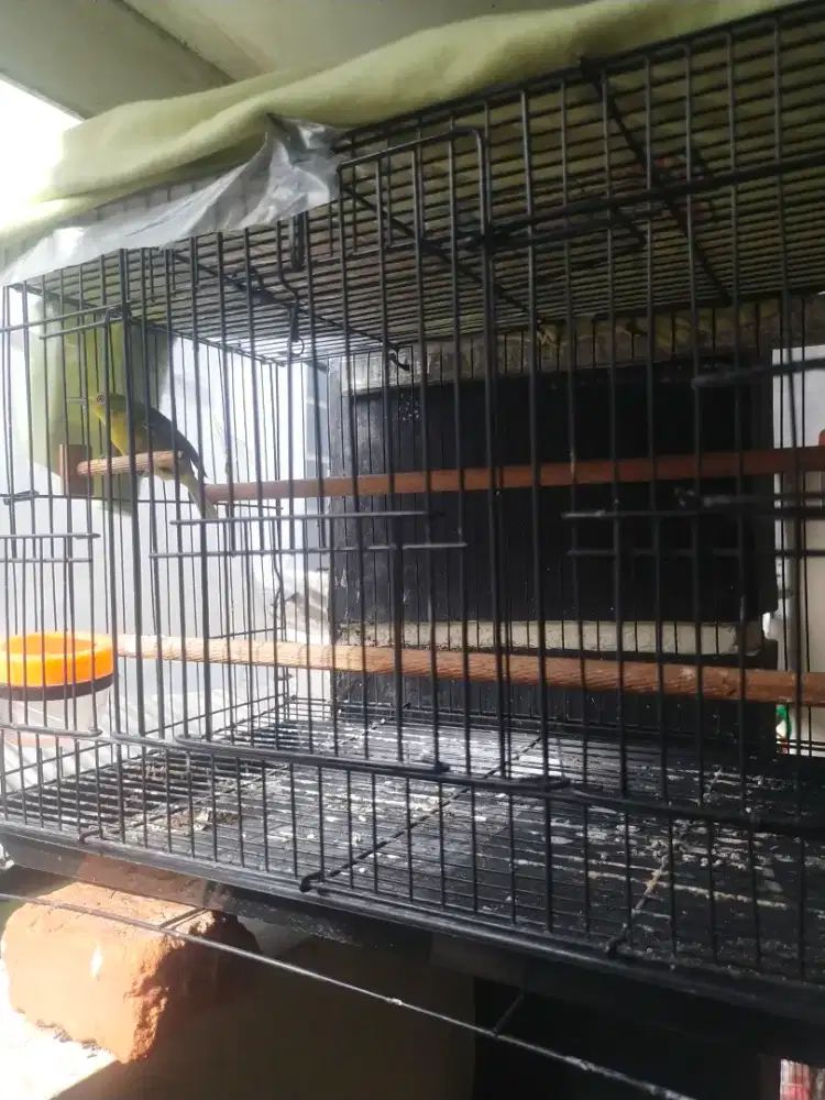 Burung chipow ngepur dan bunyi