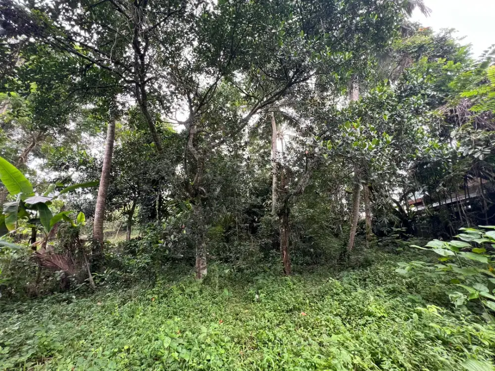 Exceptional Leasehold Land in Ubud - 19 Are Prime Land with Peaceful Jungle View near Ubud Center