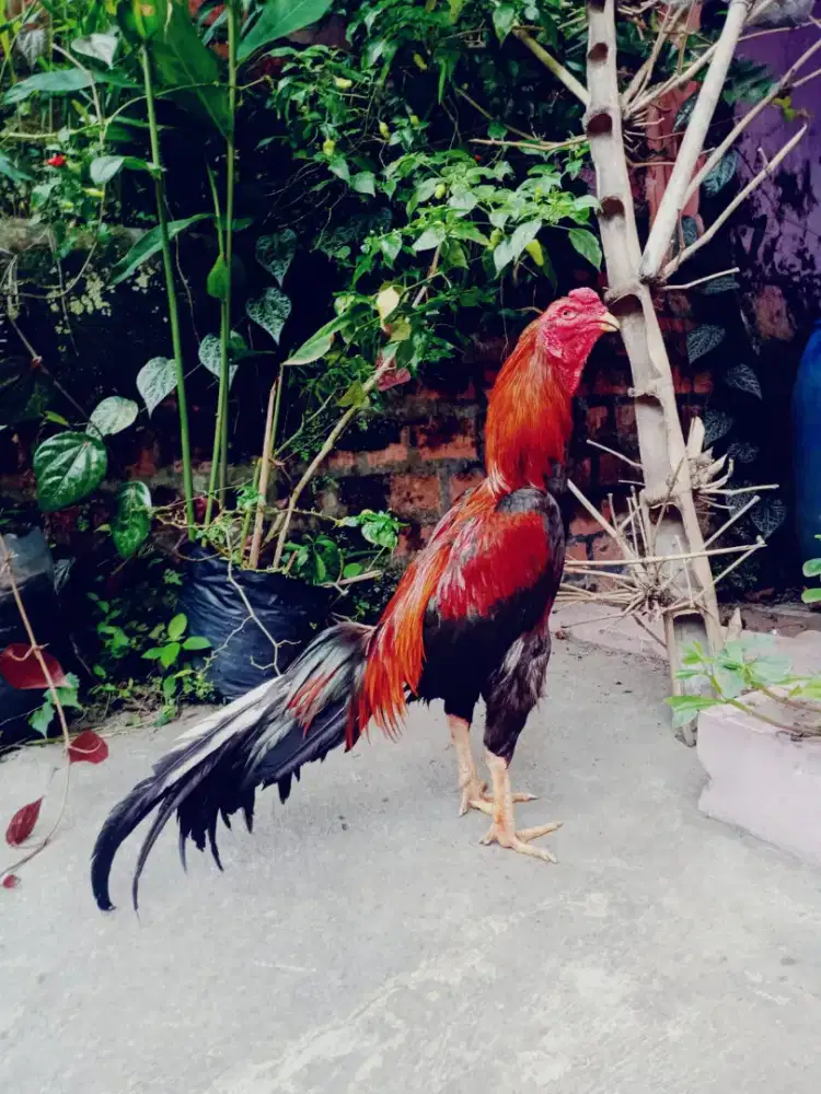 Ayam siap adu super Taji win sering jos Monggo kosongkan