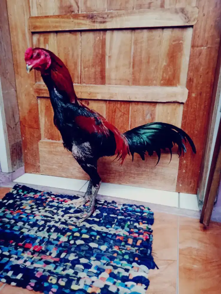 Ayam pakhoy magon Shamo mantap muda ada vidio pukul terbang jos super