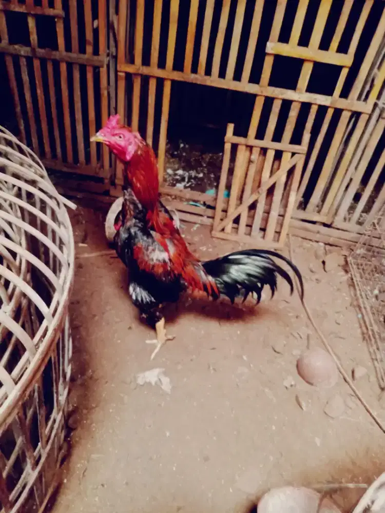 Ayam Pama pakhoy aseel. Win x muda Joss