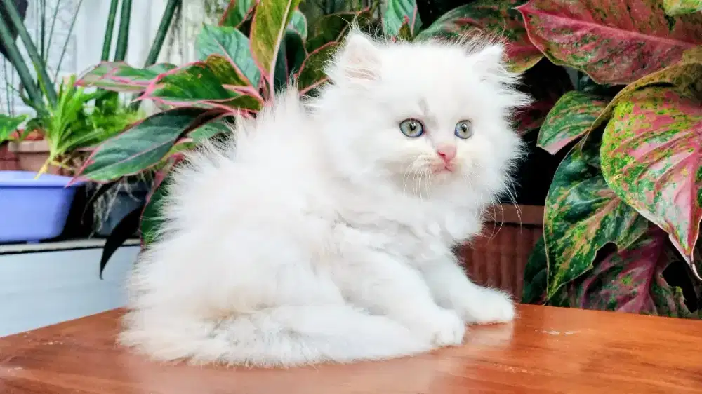 Kucing persia kitten