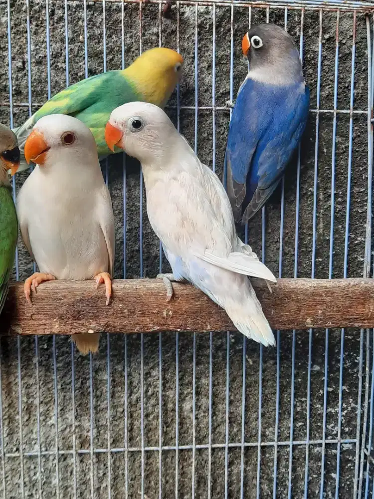 Lovebird Pastel Putih