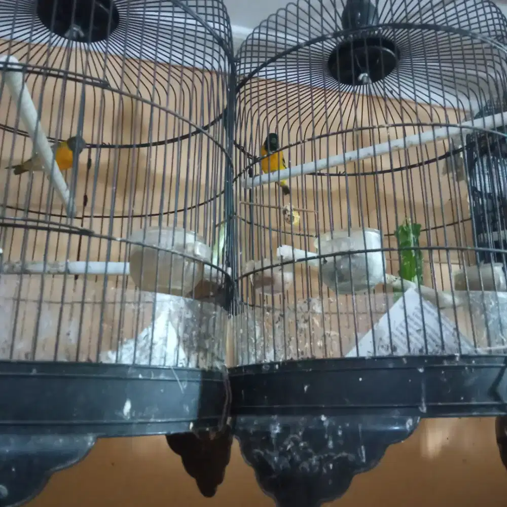 burung Hybrid bhs x rs x bhs