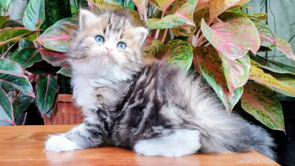 Kucing persia kitten