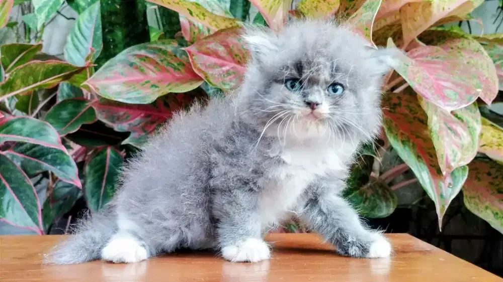 Kucing persia kitten
