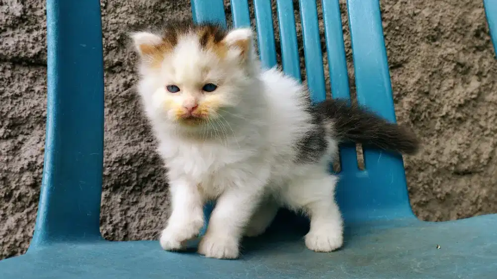 Kucing persia kitten