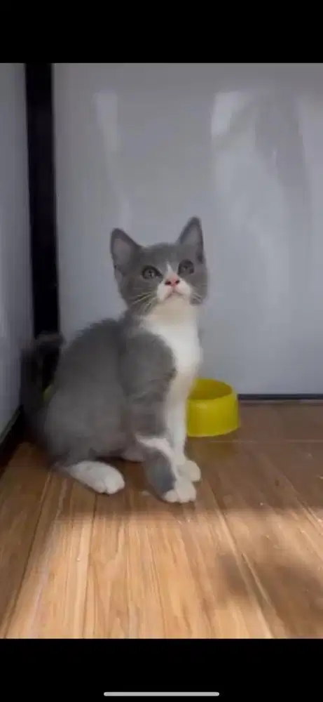 Kucing bsh ( british short hair )