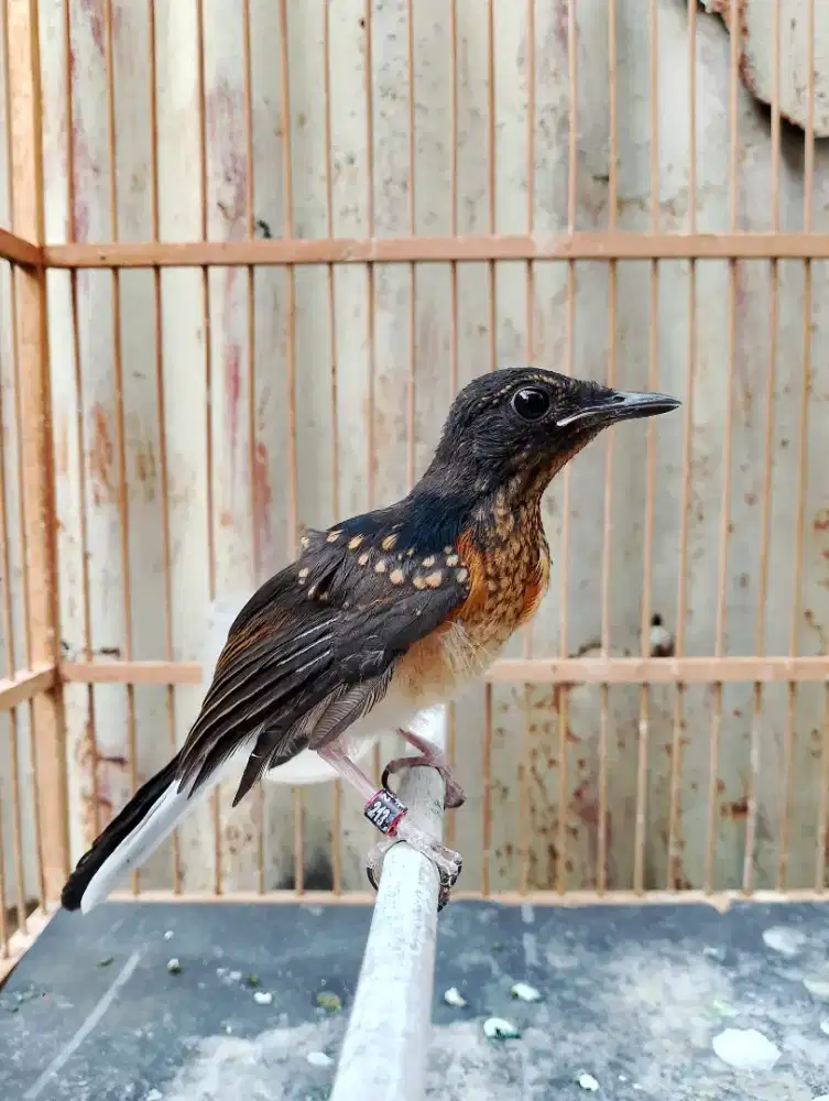 Trotol Murai Batu Jantan Medan Bahorok Umur 1,5 Bulan Poer Total
