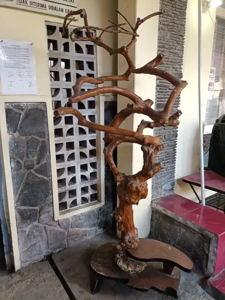 Dijual cepat Pohon Hias Kayu