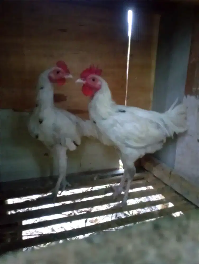 Ayam kampung jago muda putih notol